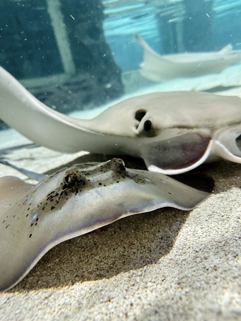 Overview Of Stingray Species Found In The Mississippi Aquarium