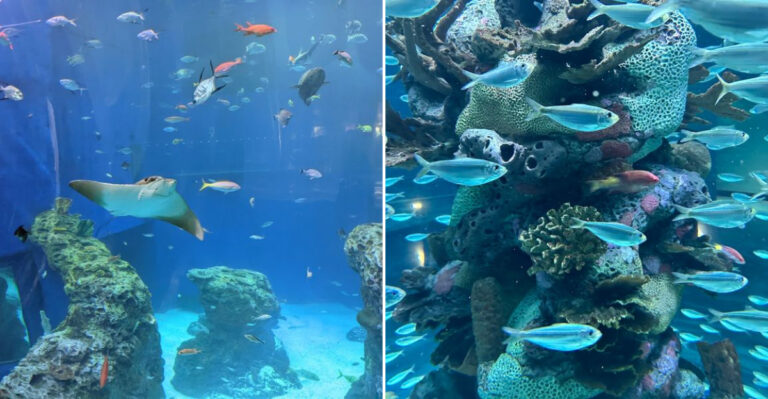 The Mississippi Aquarium With One Of The Best Stingray Experiences In The South