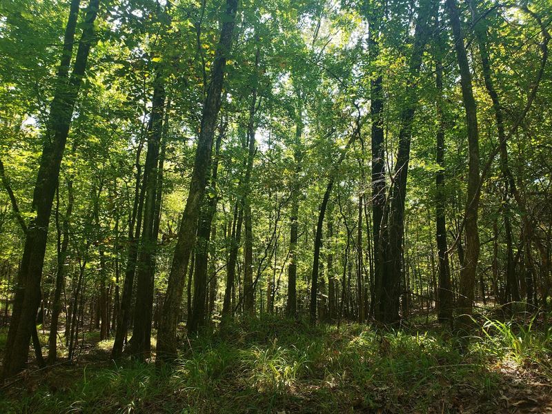 Where The Forest Feels Like Another World