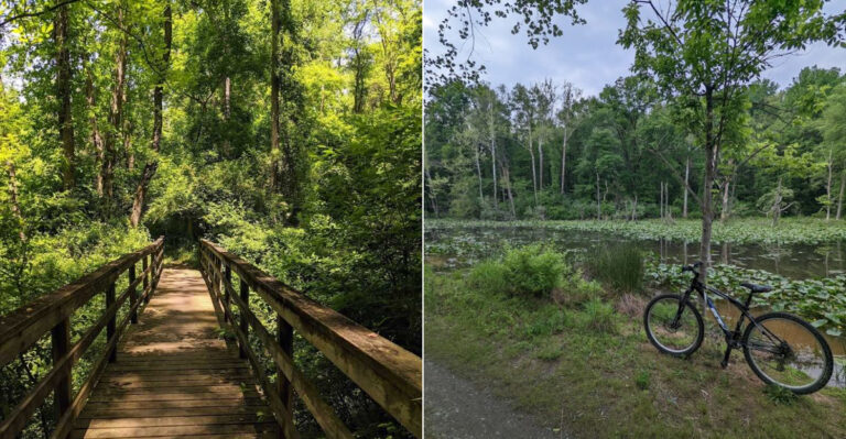 The Most Peaceful Morning Hike In Delaware Follows A Quiet Millstone Loop
