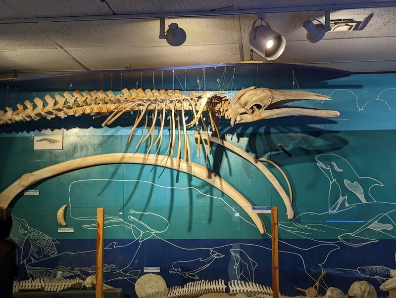 Cape Cod Museum Of Natural History, Brewster, Massachusetts