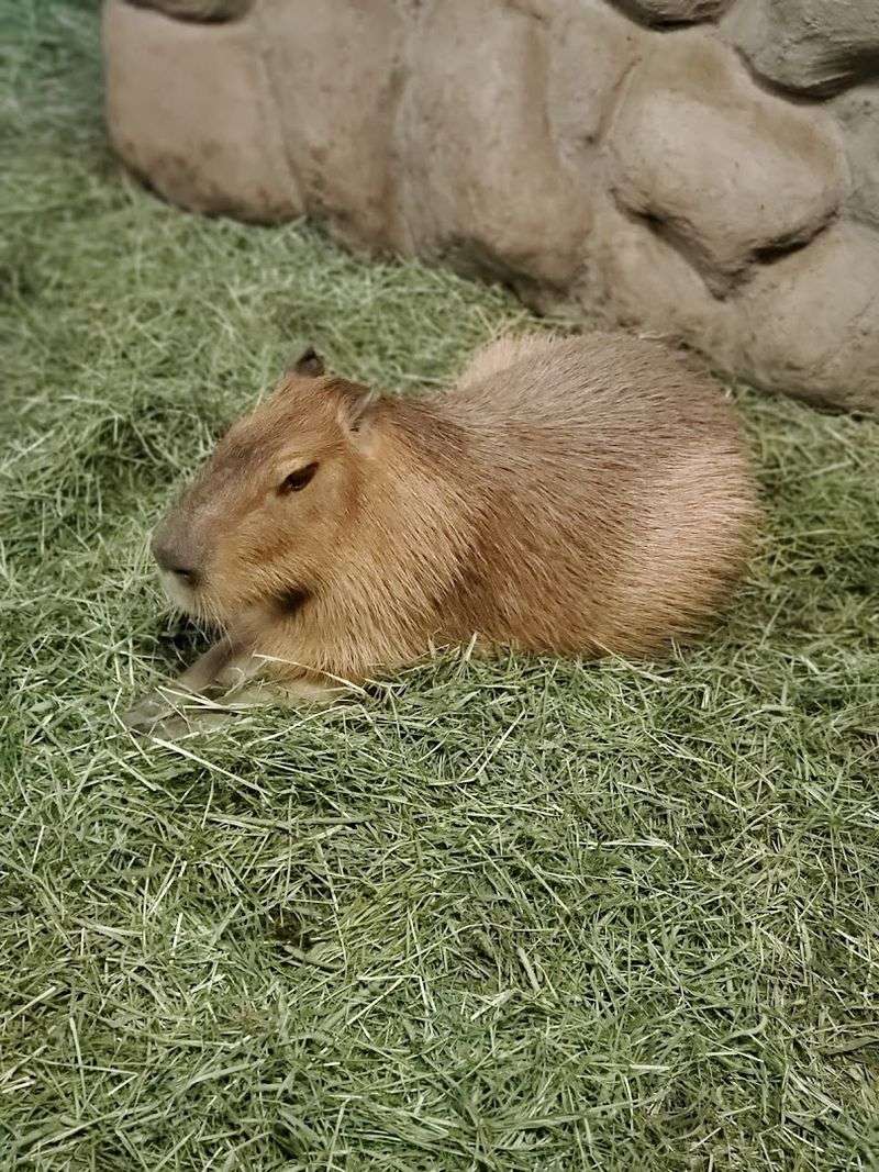 A Capybara Encounter And More Unexpected Animals