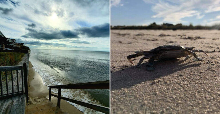 The Peaceful New Jersey Bay Beach That Welcomes Thousands Of Horseshoe Crabs Each May