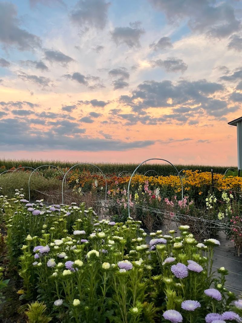 A Flower Farm That Doubles As A Photography Destination