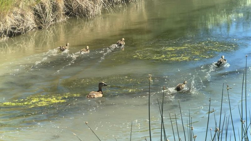 A Closer Look At The Wildlife Beyond The Pelicans
