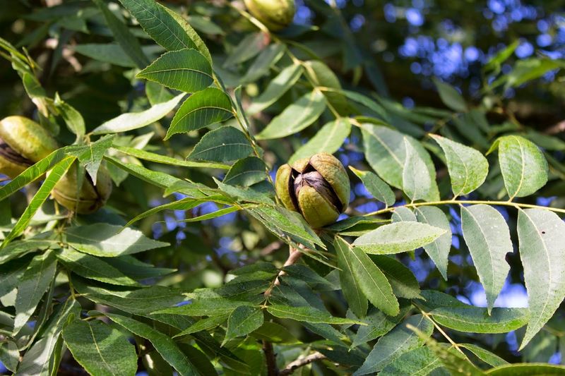 Walk The Pecan Grove