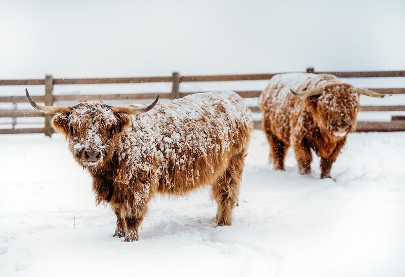 What Makes These Shaggy Cows So Fascinating