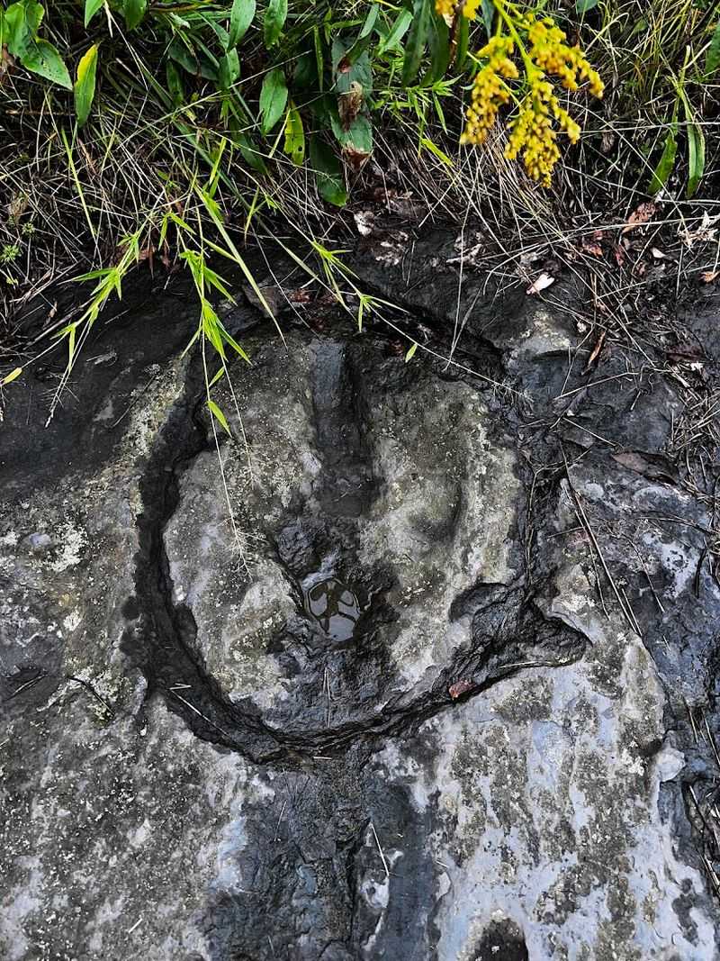 Preserving A Primeval Legacy