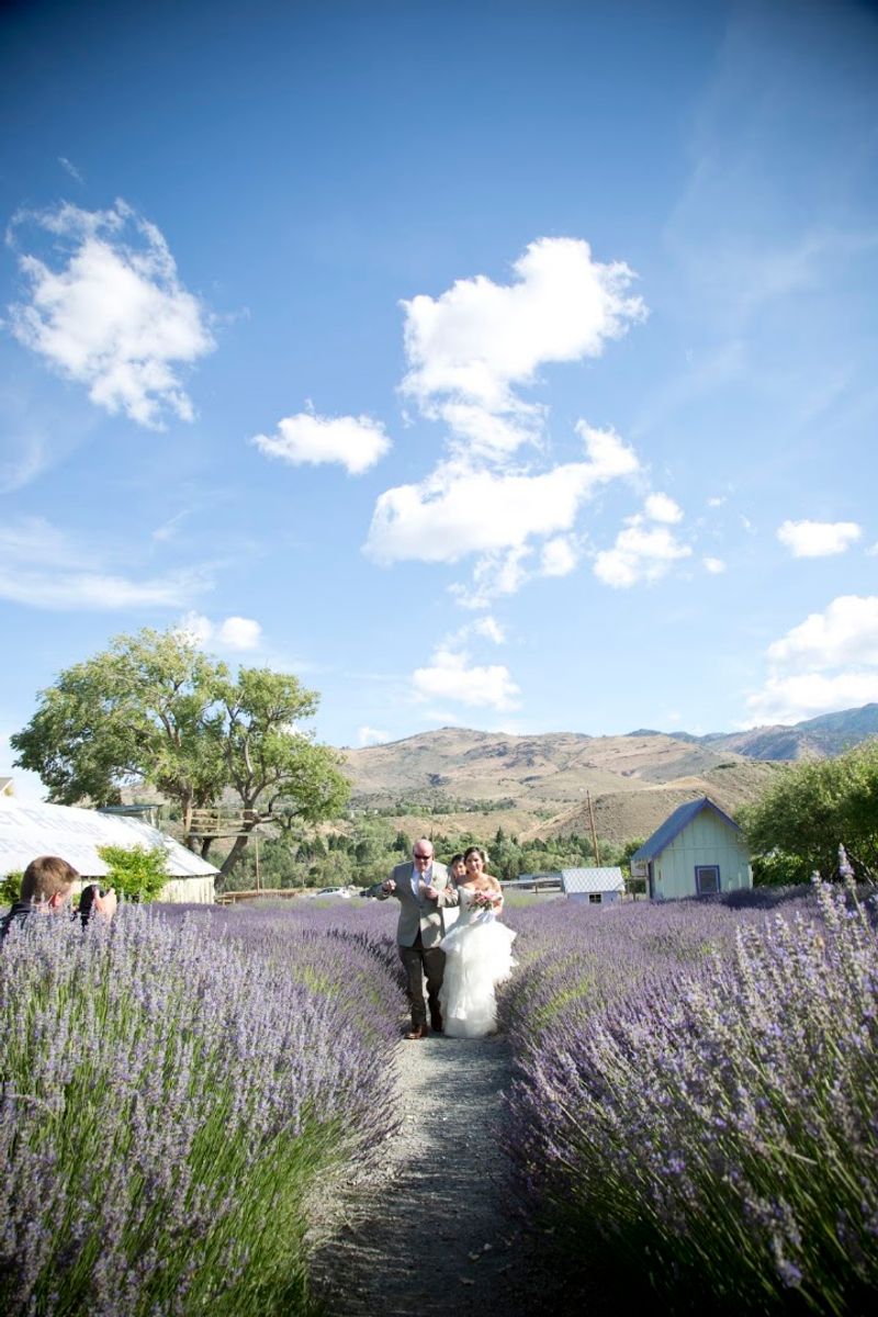 What 1.5 Acres Of Lavender Actually Looks Like