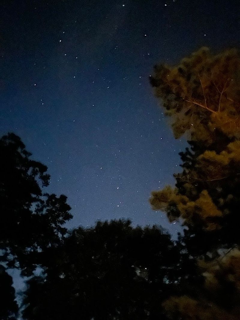 Stargazing From Above The Canopy