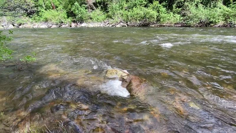 Patterns Of Native Trout Species