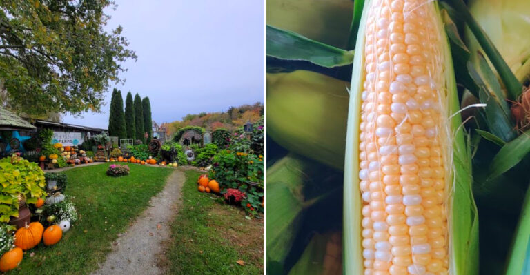 The Rhode Island Farm Stand Locals Know As The Corn Place For Incredible Sweet Corn