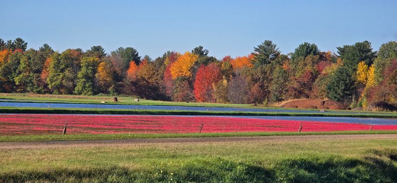 Wildlife Interactions In Cranberry Ecosystems