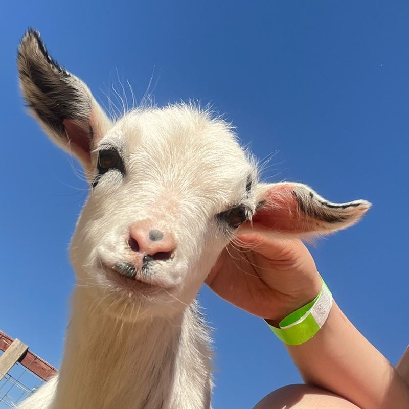 Animals That Steal The Show Every Visit