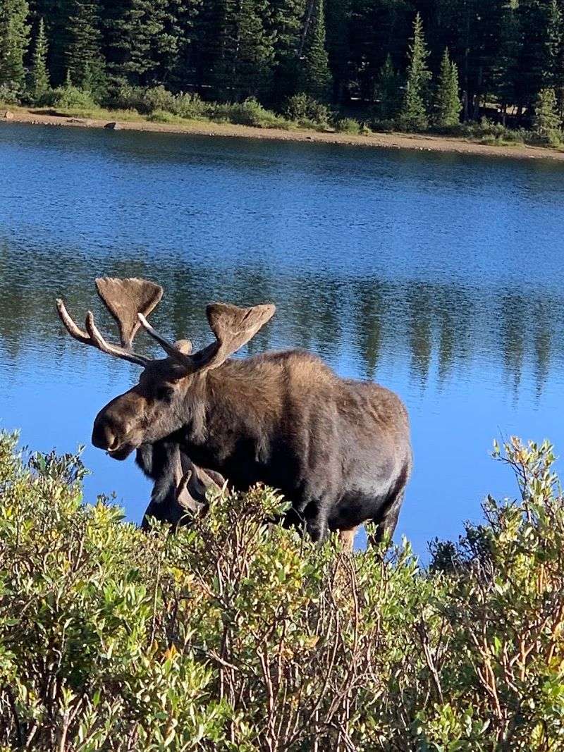 Wildlife That Steals The Show