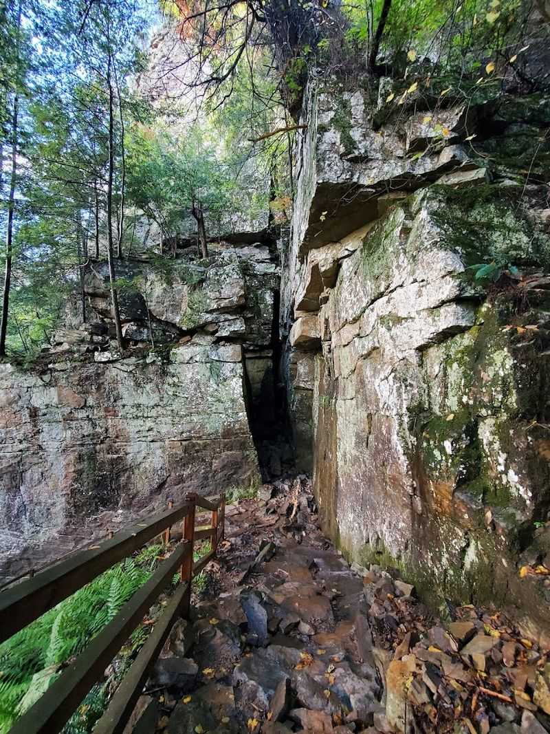 A Forest That Rewards Slow Walkers