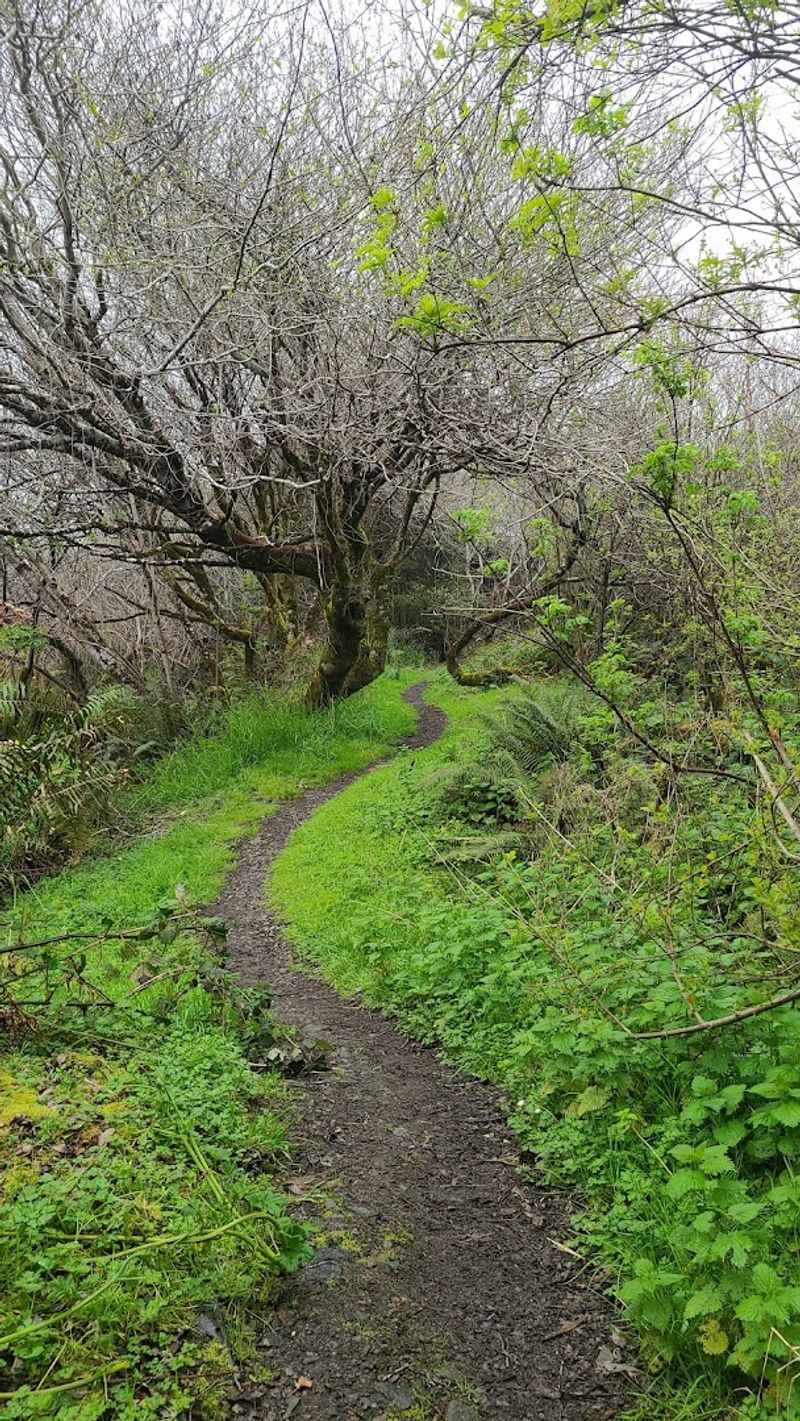 A Forest Walk That Feels Like Stepping Into Another World