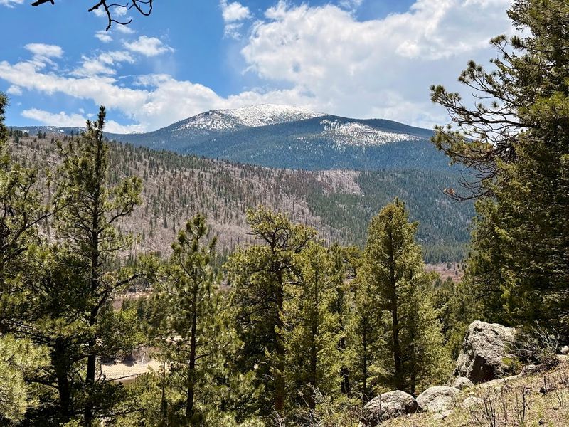 A Forest Worth Wandering Through