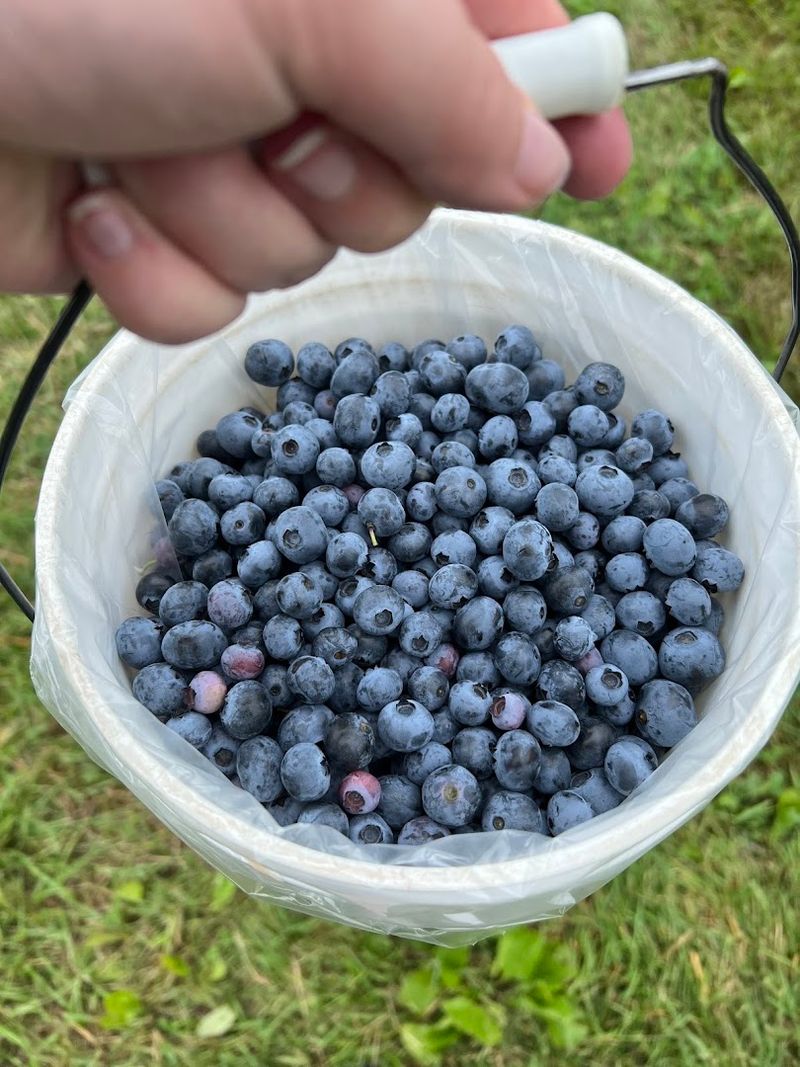 Early And Late Varieties Keep The Blueberry Harvest Going For Weeks
