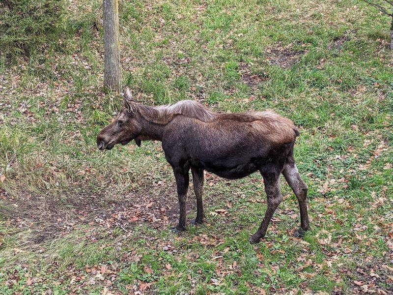 Protecting Native Wildlife One Habitat At A Time