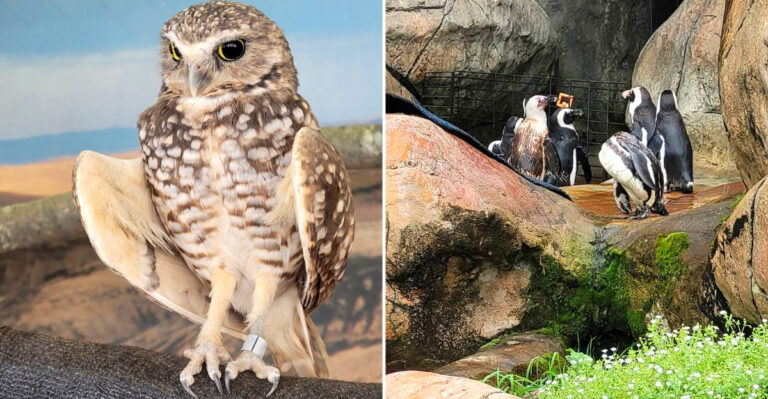 The Underrated Wisconsin Zoo That Deserves Way More Attention