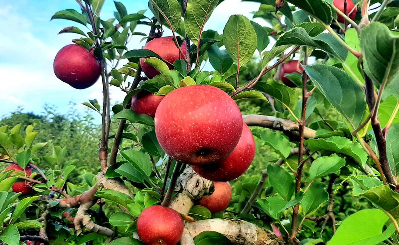 From Orchard Rows To Culinary Delights
