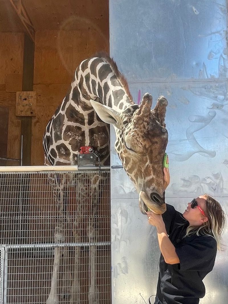 Remembering Ozzie, the Ranch's Iconic Painting Giraffe
