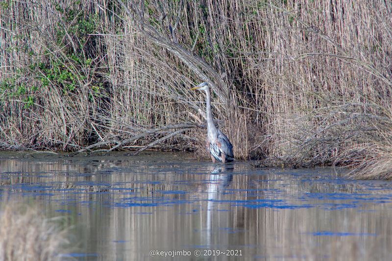 Birdwatching That Rivals Dedicated Wildlife Refuges