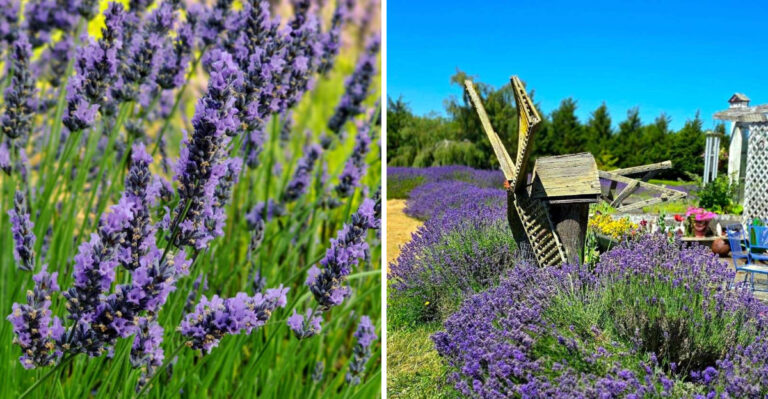 The Washington Lavender Farm Is So Photogenic In June That It Draws Visitors From Other States