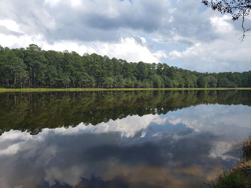 Bienville National Forest