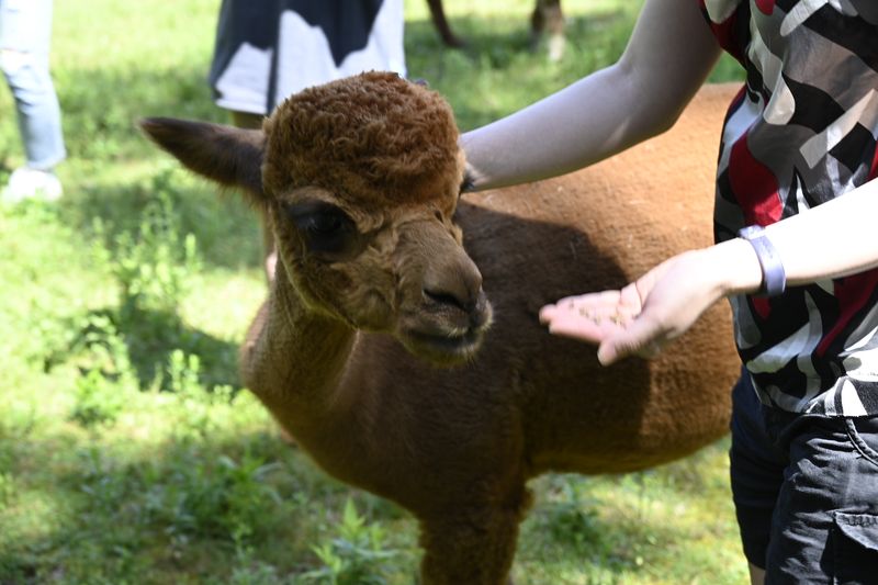 Yoga With Alpacas Is Exactly What It Sounds Like