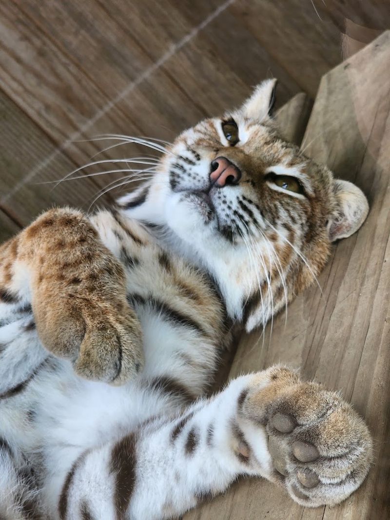 This Is More Than A Zoo Because Every Animal Has A Rescue Story