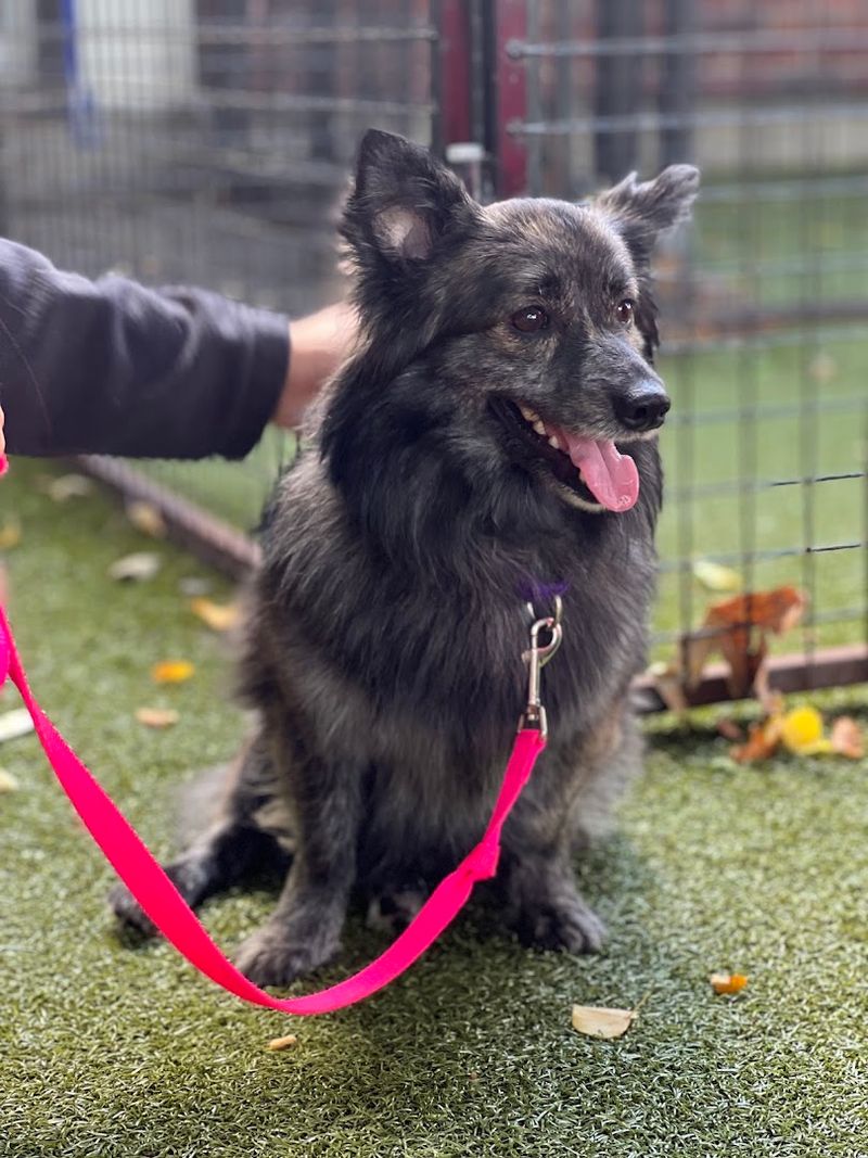 Animal Rescue League Of Boston