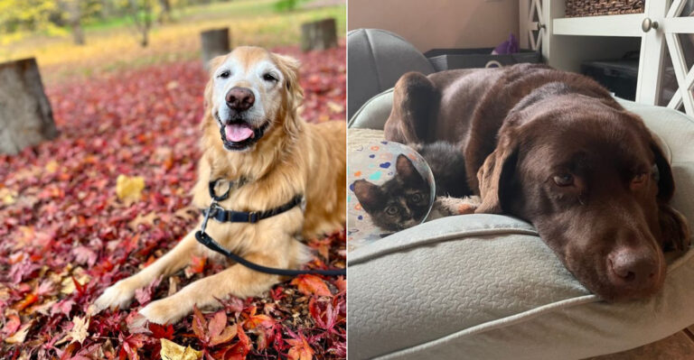 These 9 Massachusetts Dog Rescues Are Worth Supporting In 2026