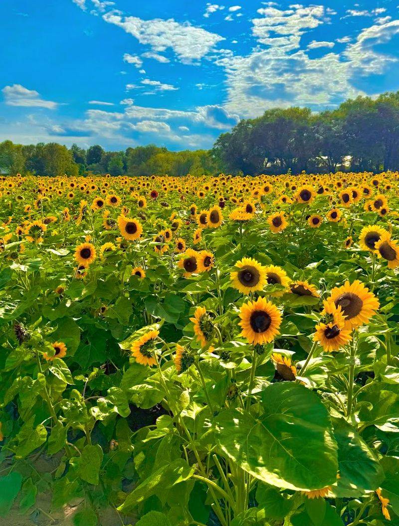 Verrill Farm