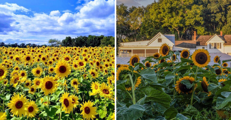 These Massachusetts Sunflower Fields Are Almost Ready For Their Most Beautiful Season