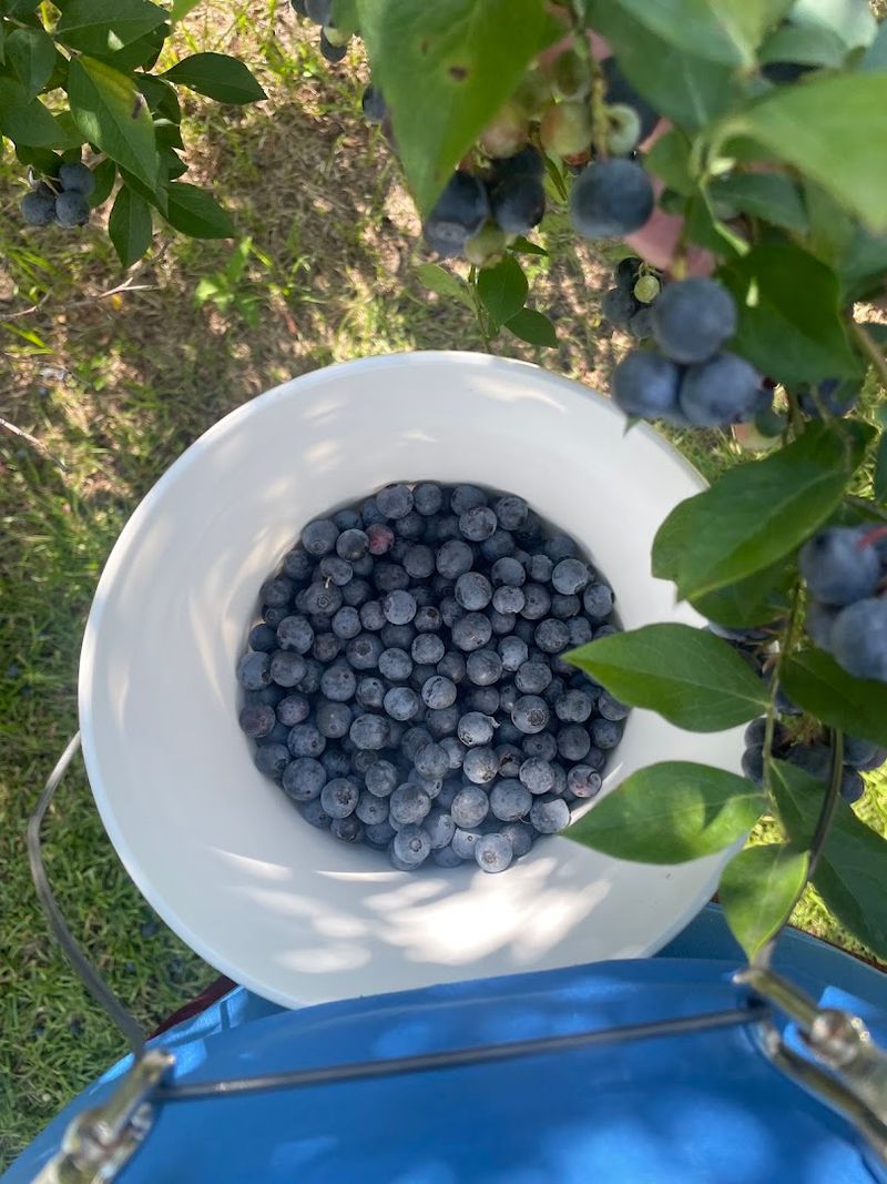 Pearl River Blues Berry Farm