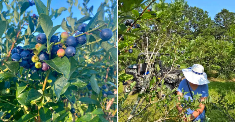 These Mississippi Berry Farms Let You Pick Blueberries And Blackberries Straight From The Bush For Under $15