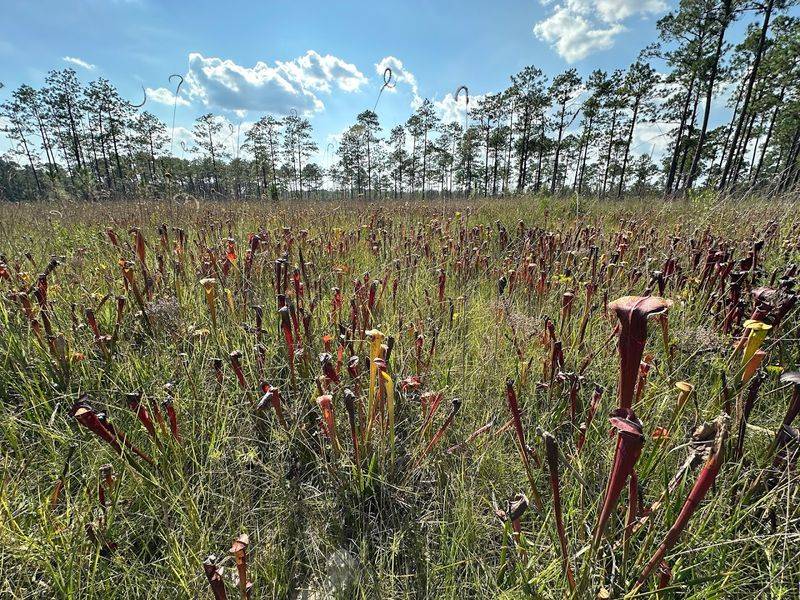 A Landscape That Eats Its Visitors (Not Literally)