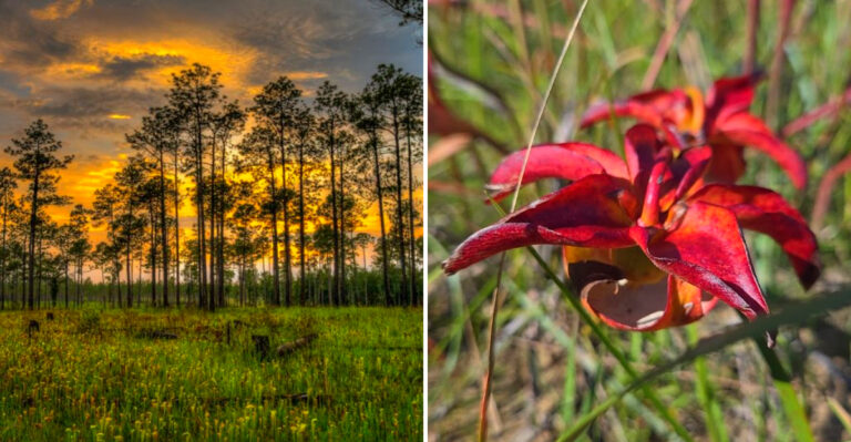 This 1.5-Mile Mississippi Trail Is Our July Pitcher Plant Hike Of The Month