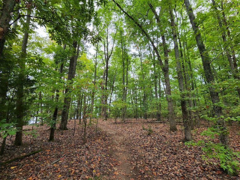 The Wooded Embrace Of Harrison Bay