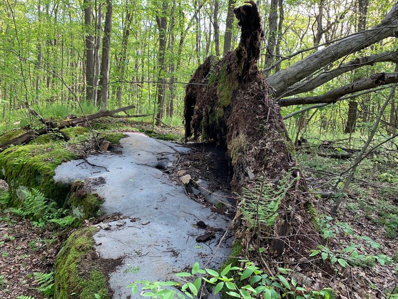 The Trail Follows Laurel Ridge For 70 Continuous Miles