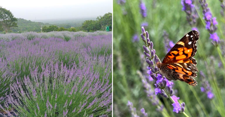 This Beautiful Oklahoma Lavender Farm Draws Road-Trippers When The Lavender Blooms