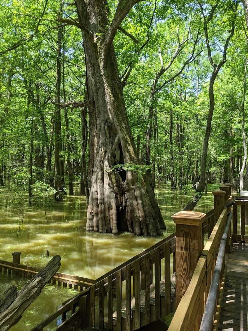 A Forest Frozen In Time