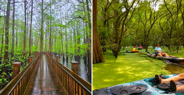 This Boardwalk In Mississippi Is One Of The Last Places On Earth Where You Can Walk Among Ancient Cypress Trees