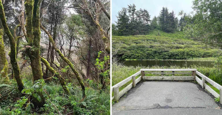 This California Trail Is Short Enough For Anyone And The Forest And Secret Beach At The End Make It Unforgettable