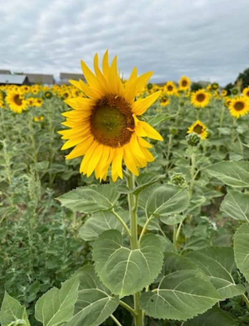 Thousands Of Sunflowers Turn The Six Acre Farm Gold Each Late Summer