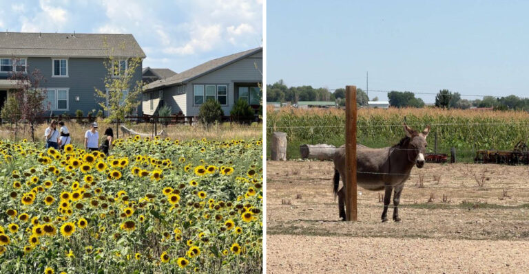 This Colorado Sunflower Farm Turns Into The State’s Most Photographed Spot Every Late Summer