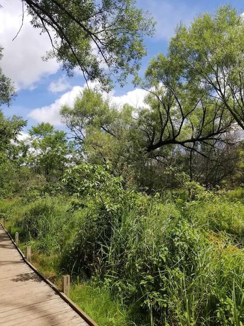 The Boardwalk Trail Experience You Did Not Know You Needed