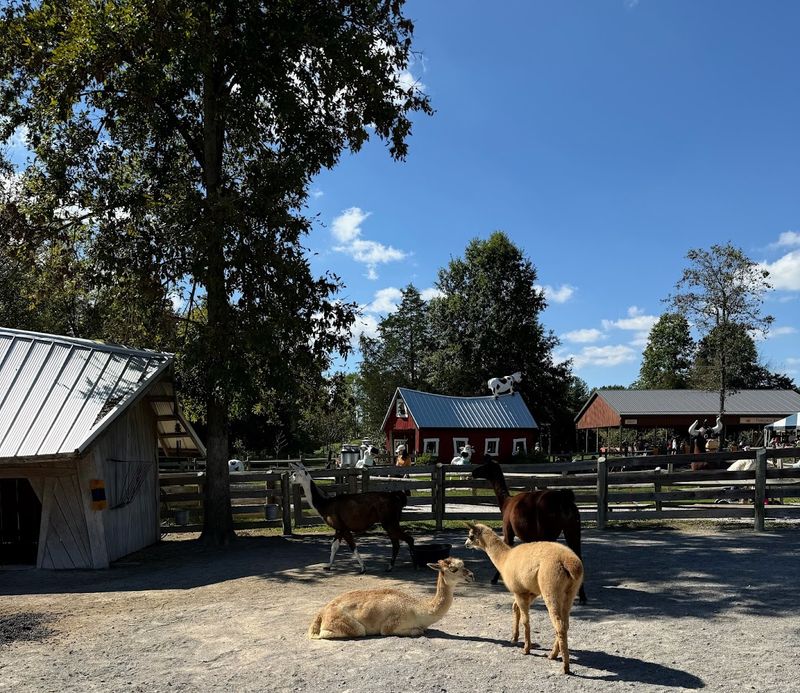 More Than 40 Animals Are Ready To Greet Curious Young Visitors